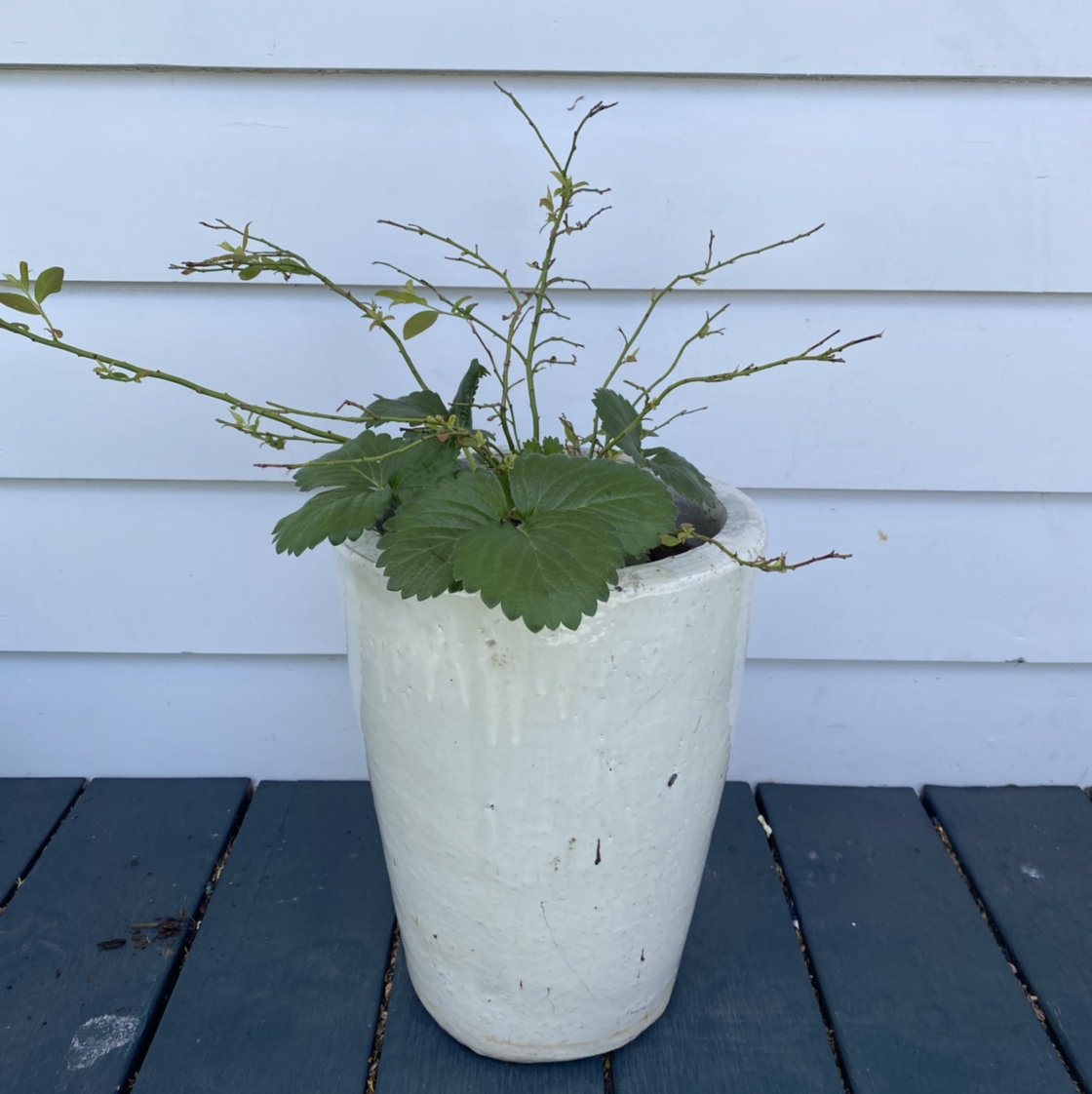 Potted American Blueberry plant with green leaves and bare stems in a white pot.
