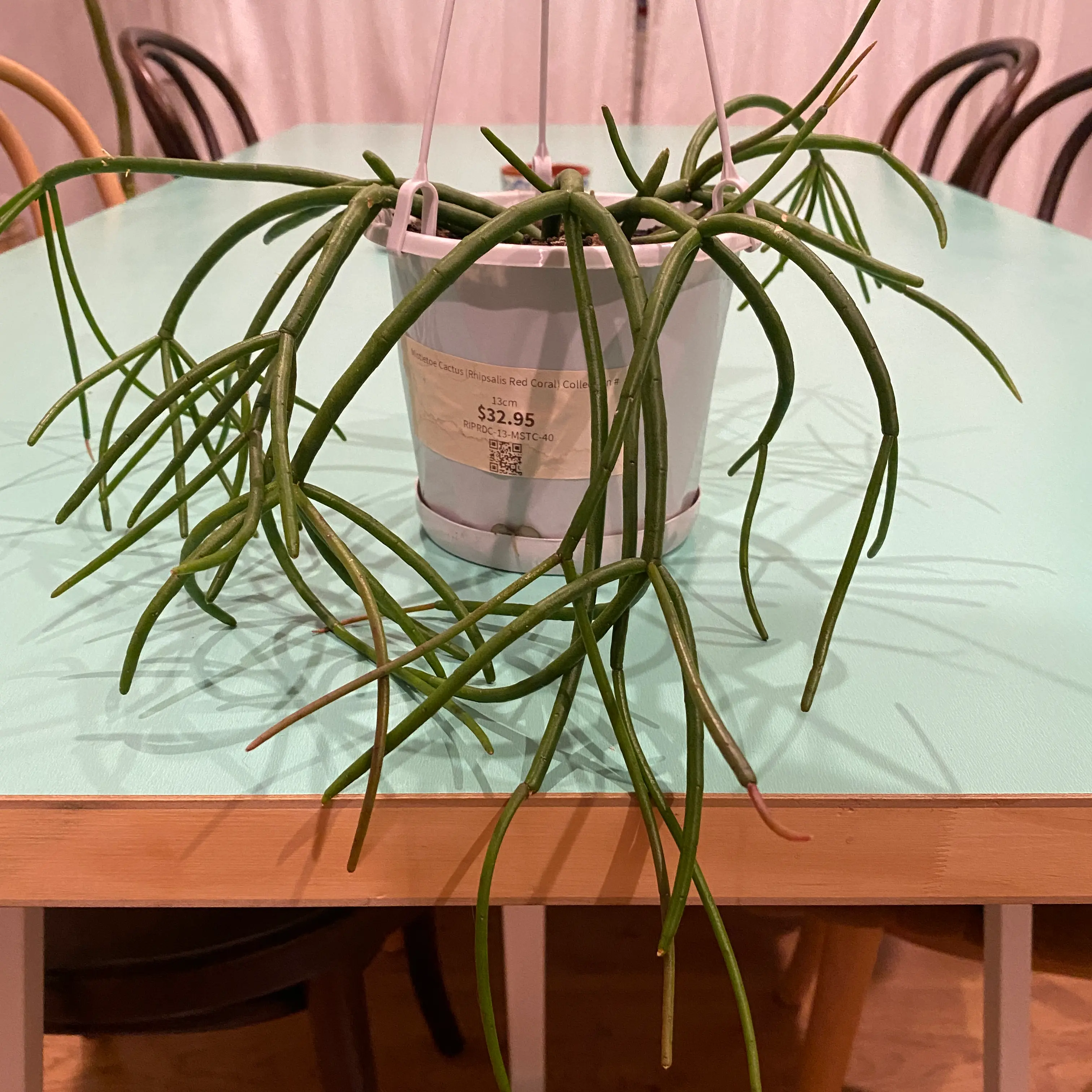 Photo of the plant species Mistletoe Cactus by @pete_arrr named Miss Elto on Greg, the plant care app