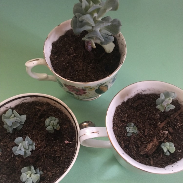 Photo of the plant species Mexican Hens by @tobygrubbe named sunday + bun + rosette on Greg, the plant care app