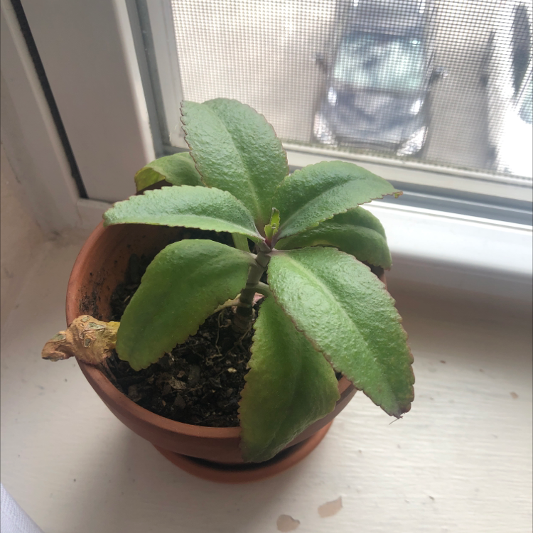 Potted Donkey Ears plant on a windowsill with one yellowing leaf.
