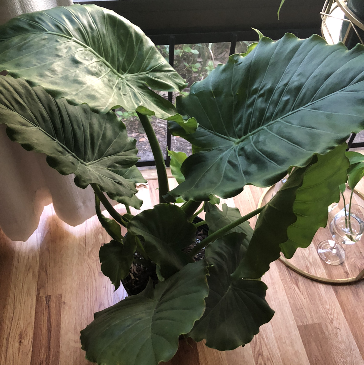 Jewel Alocasia plant with large, dark green leaves, slight discoloration, indoors near a window.