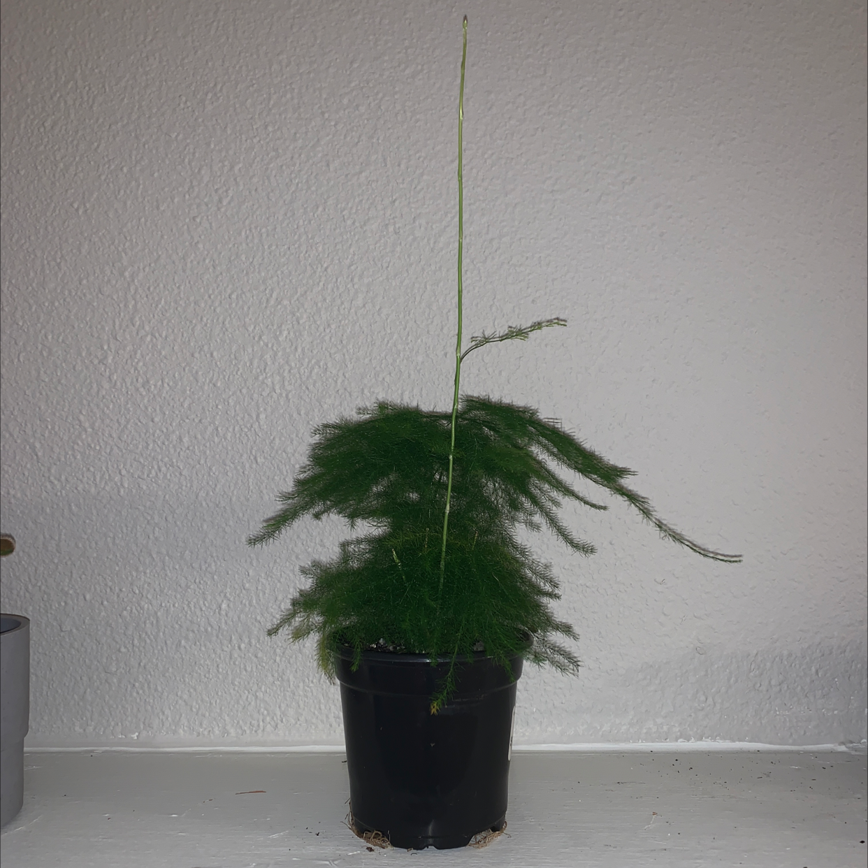 A small, healthy asparagus fern plant with lush green foliage in a black plastic nursery pot against a plain white background.