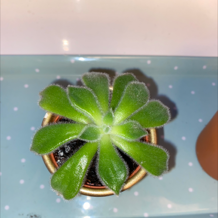 Woolly Rose plant in a small pot with vibrant green leaves, well-framed and in focus.