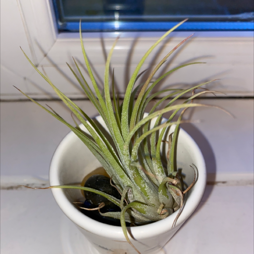 Spreading Airplant in a white pot on a windowsill with slight browning on leaf tips.