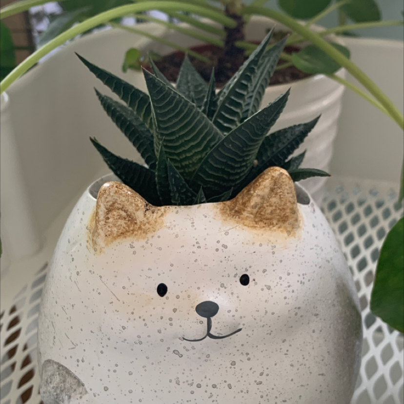 Photo of the plant species Fairy Washboard by @oliviathenewplantmom named Bowser on Greg, the plant care app