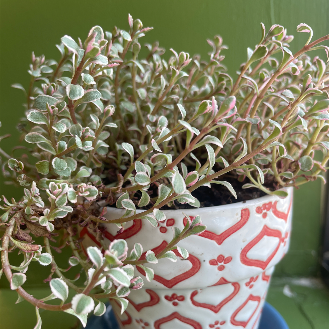 Photo of the plant species Crassula 'Petite Bicolor' by Averyanna named Wendy on Greg, the plant care app