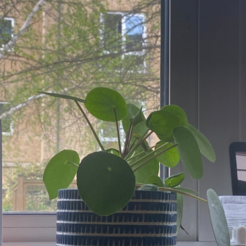 Chinese Money Plant plant photo by Rosie named Clive on Greg, the plant care app.
