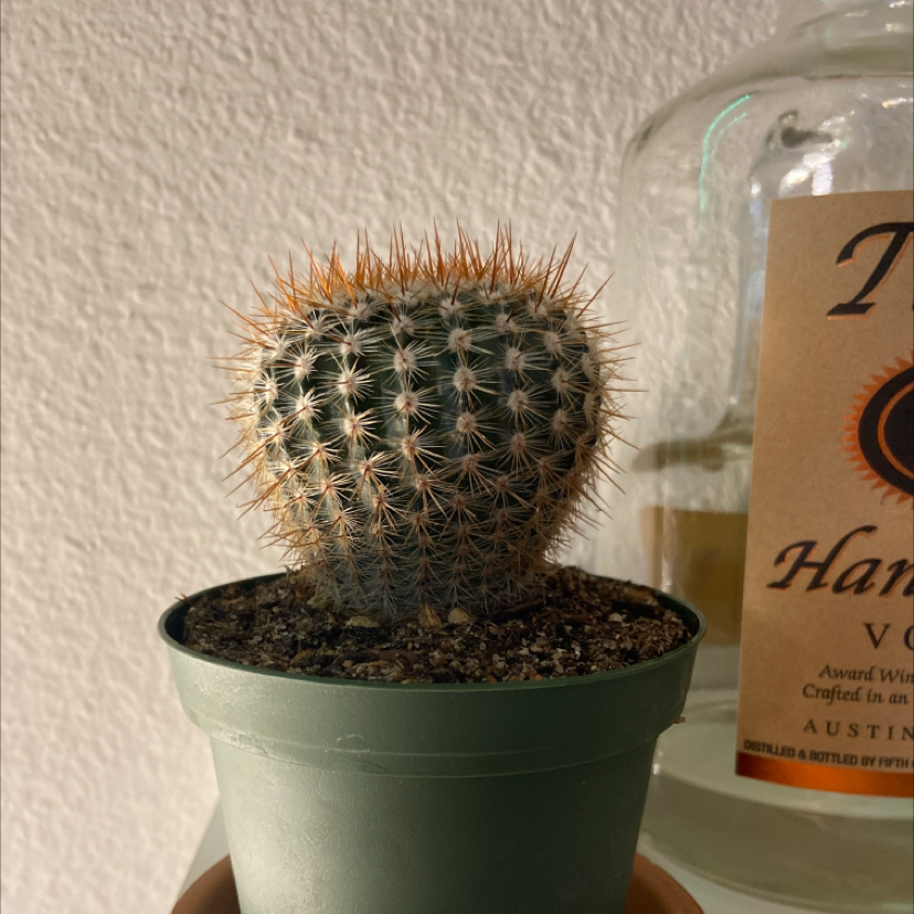 Correll's Hedgehog Cactus in a green pot with a bottle in the background.
