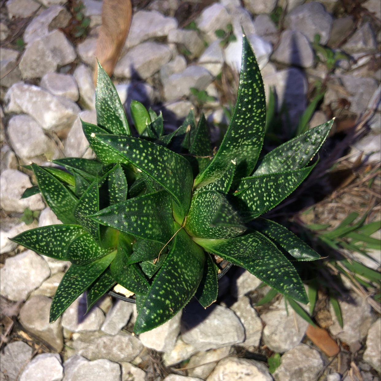 Bredasdorp Gasteria plant with dark green leaves and white spots in a rocky environment.