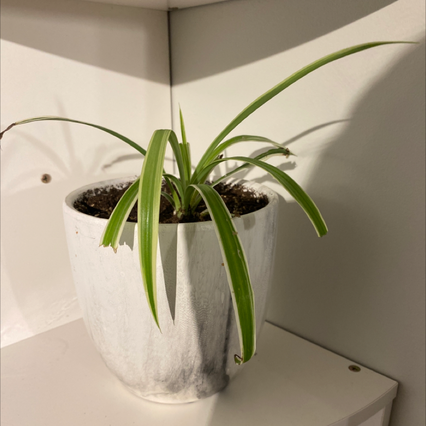 Spider Plant plant photo by @emma02 named Peter Parker on Greg, the plant care app.