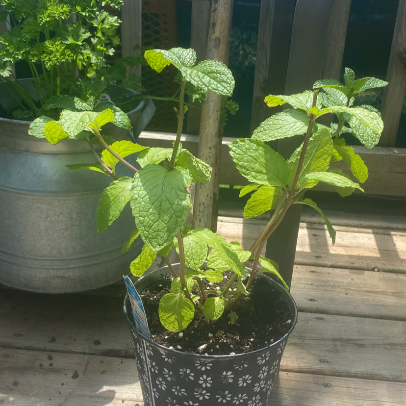 Potted Apple Mint plant with healthy green leaves on a wooden surface.