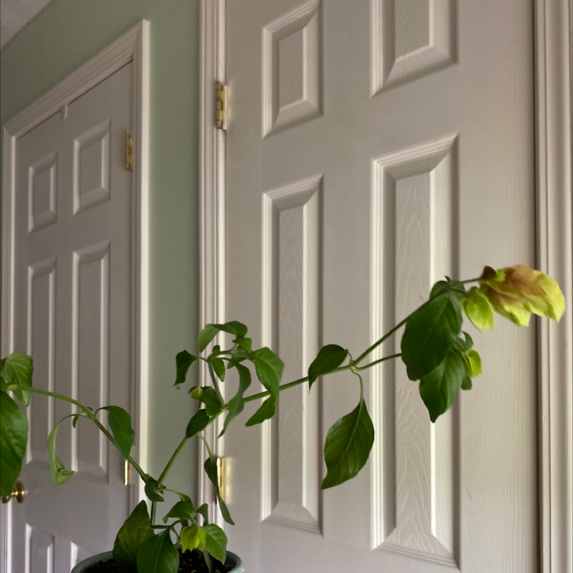 Indoor potted Shrimp Plant with green leaves and a prominent flower bract against a background of doors.