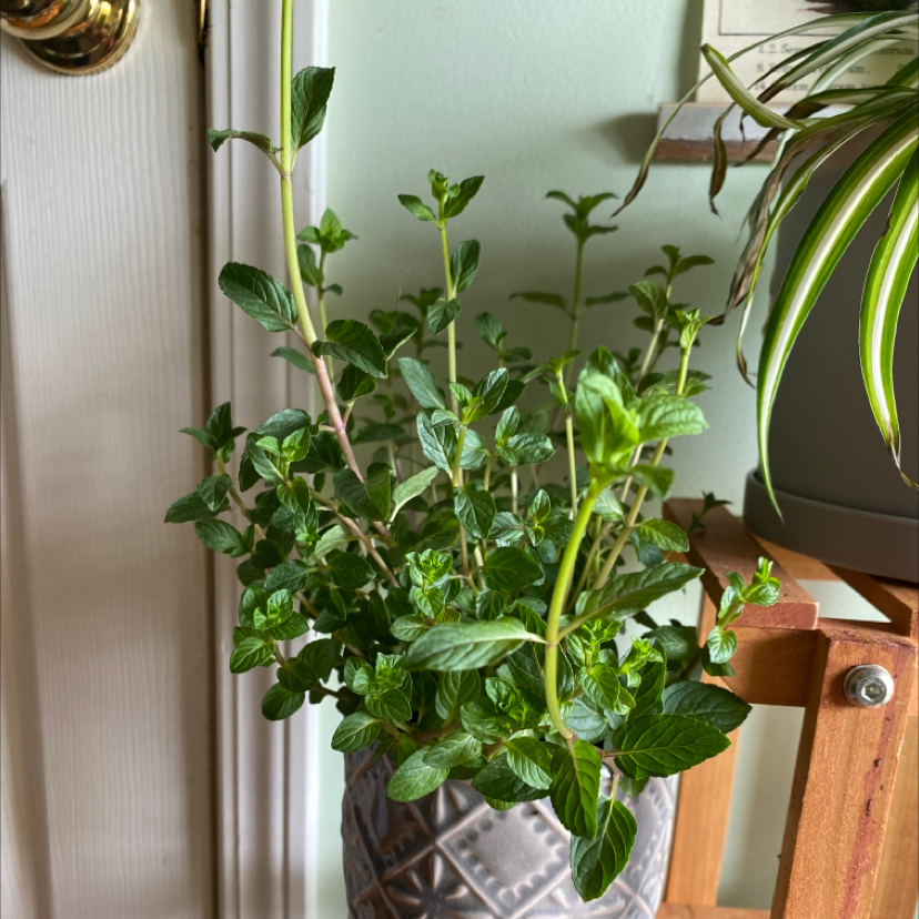 Peppermint Is Toxic To Cats ????