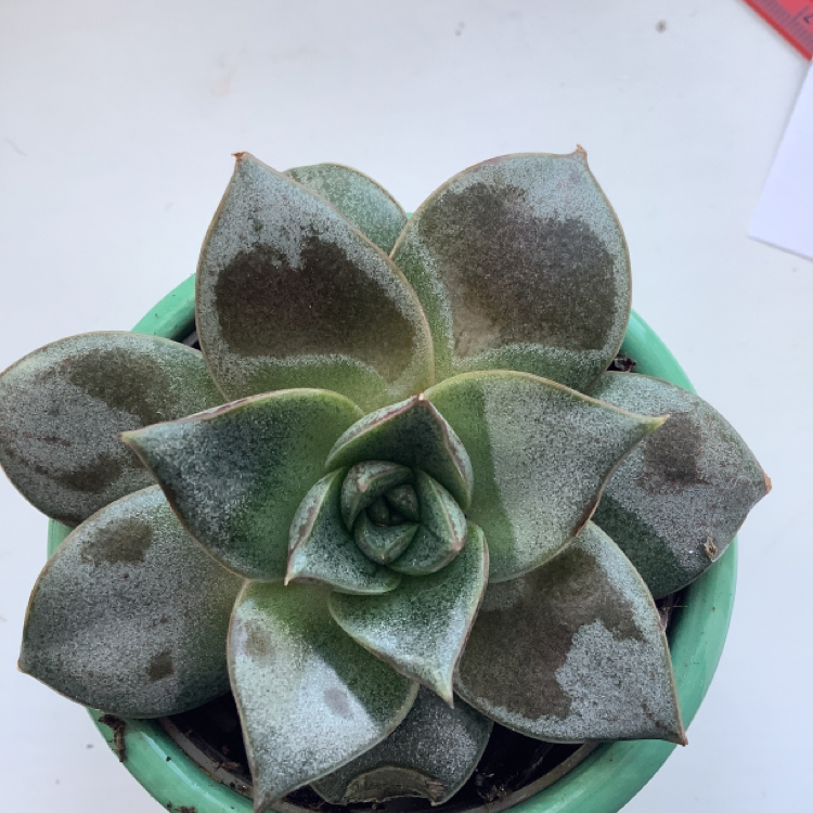 Photo of the plant species Taciveria 'Belana' by Rosa named Succulent 1 on Greg, the plant care app