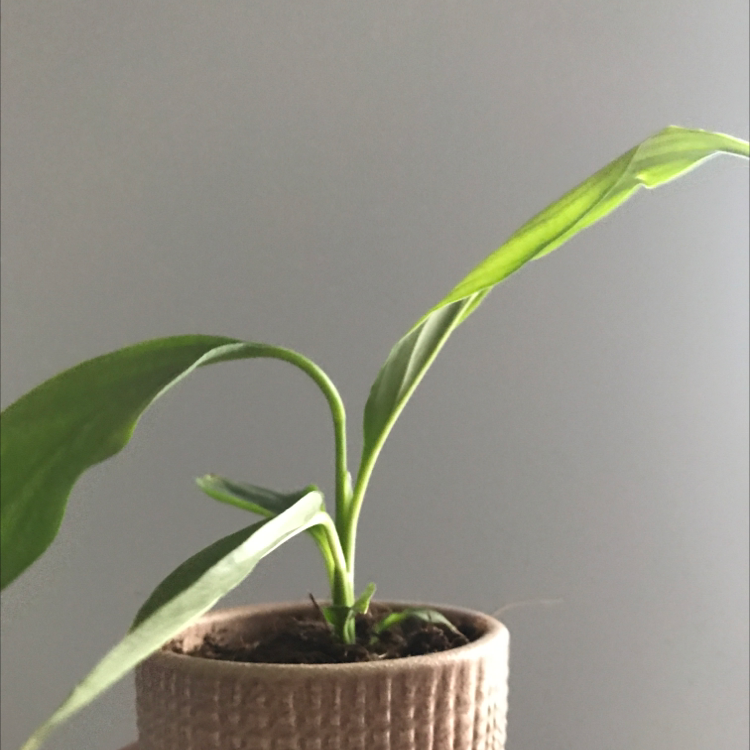 Domino Peace Lily plant in a pot with green leaves, well-framed and in focus.