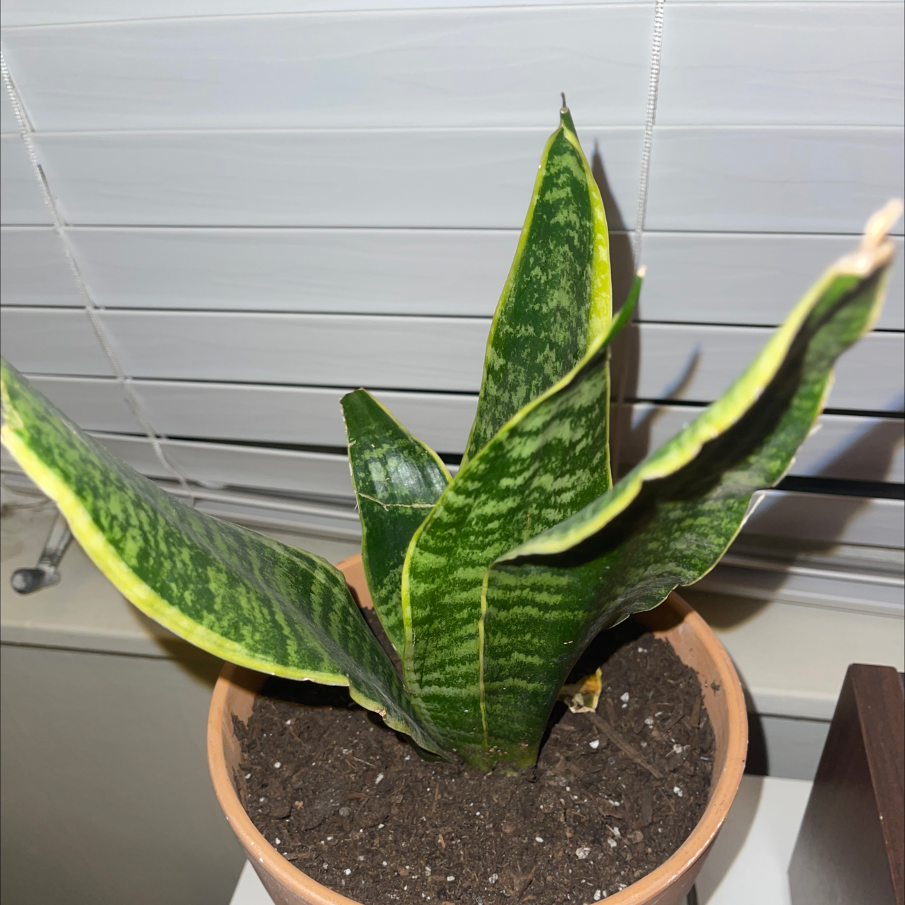 Futura Superba Snake Plant in a pot with visible soil and some yellowing on leaf edges.