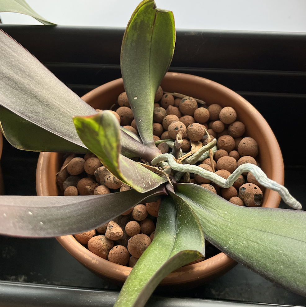 Phalaenopsis Orchid plant photo by @Evieg named Orchid 2 tray middle on Greg, the plant care app.