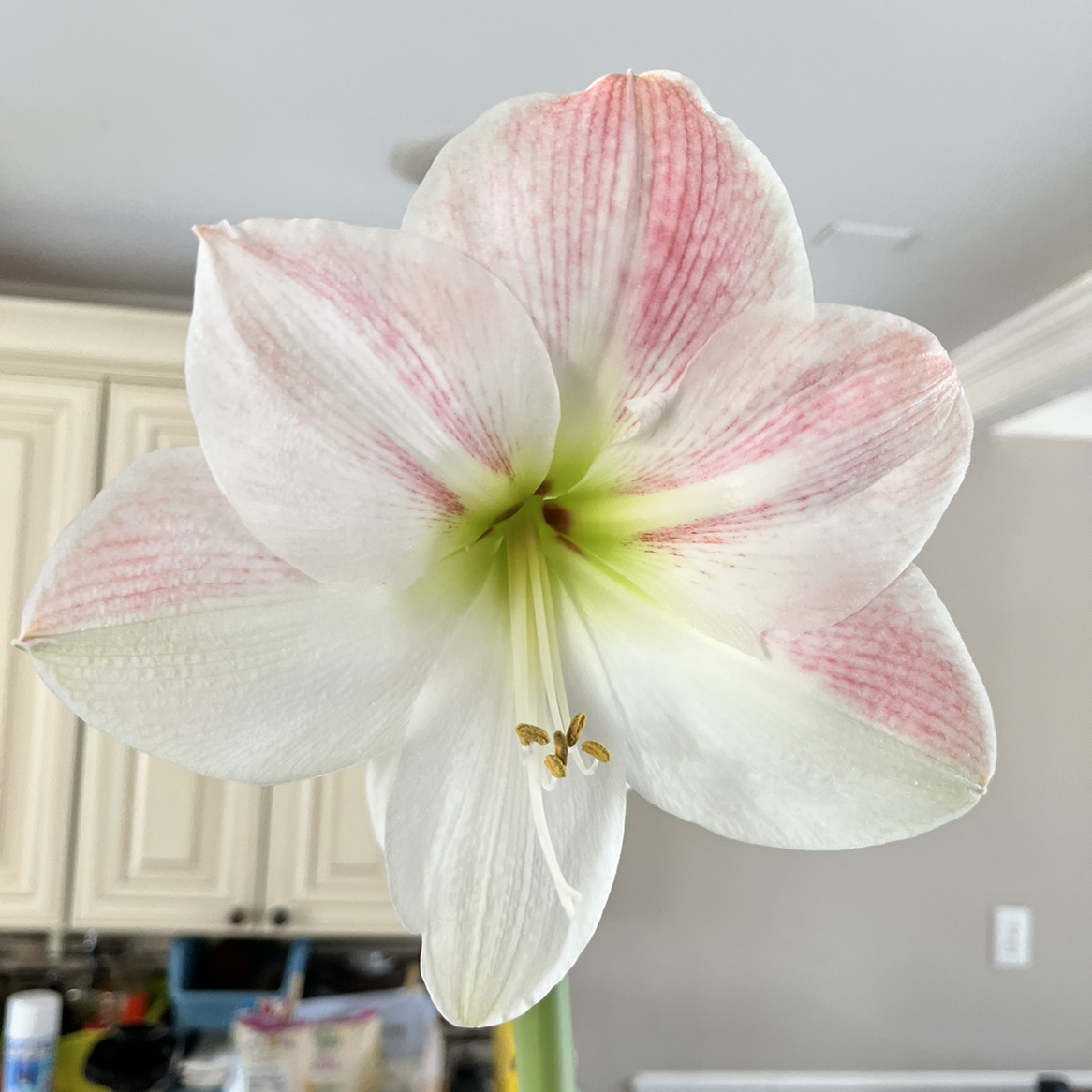 Striped-Tubed Amaryllis flower in full bloom with a kitchen background.