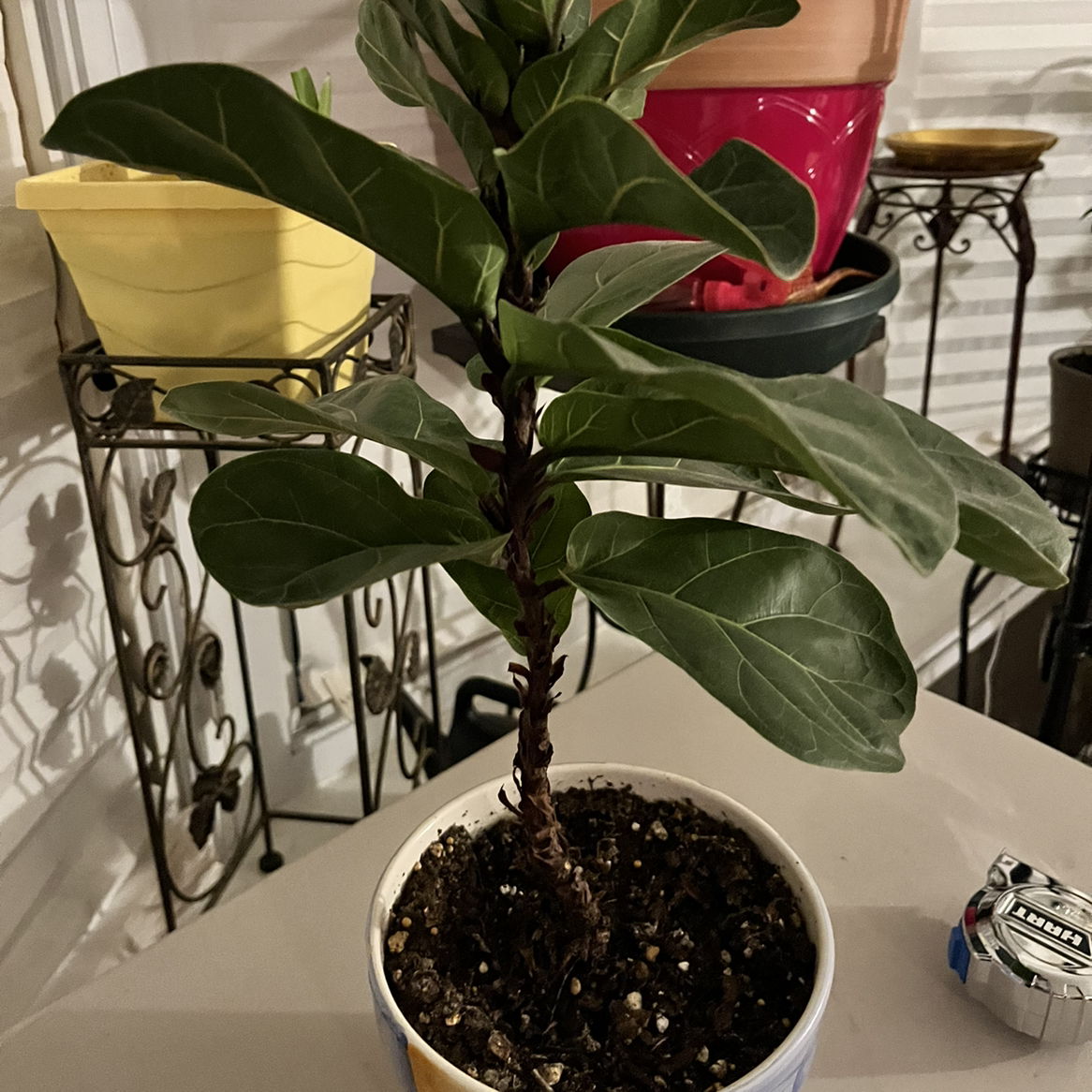 Fiddle Leaf Fig plant photo by @Evieg named Fiddle leaf fig on Greg, the plant care app.