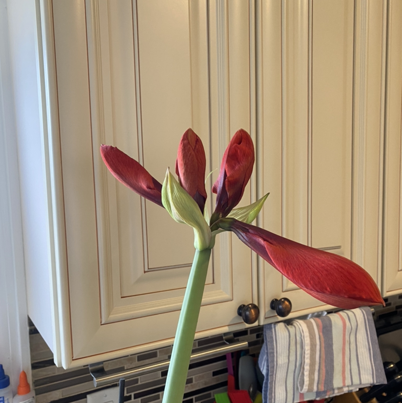 Amaryllis 1