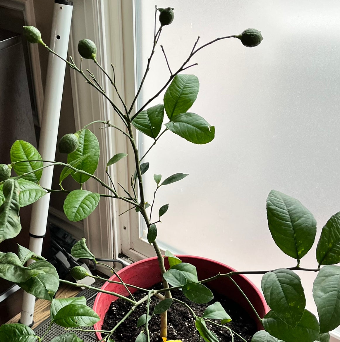 Diagnosing Meyer Lemon Tree Root Rot