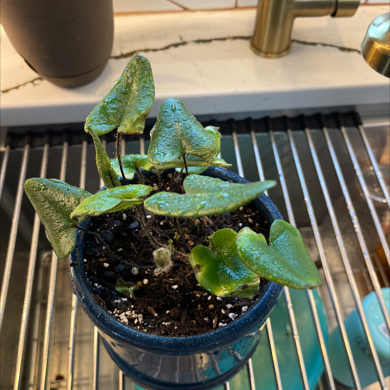 Potted Golden Leather Fern with green leaves on a kitchen sink area.