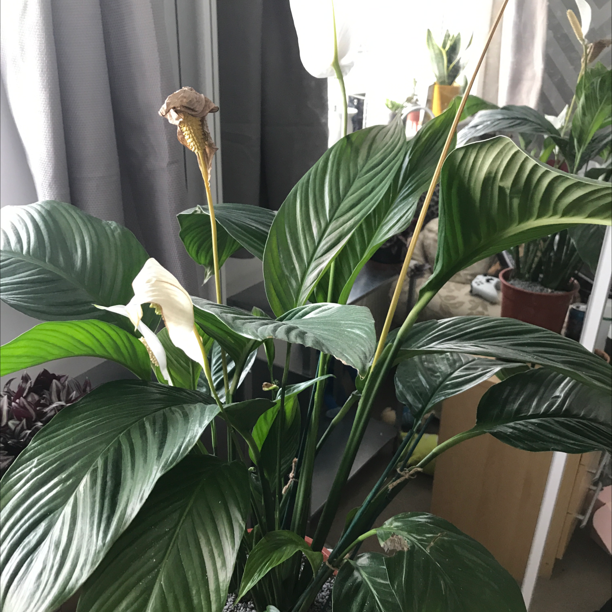 Peace Lily plant photo by @PeterMidd_ named peace lilly on Greg, the plant care app.