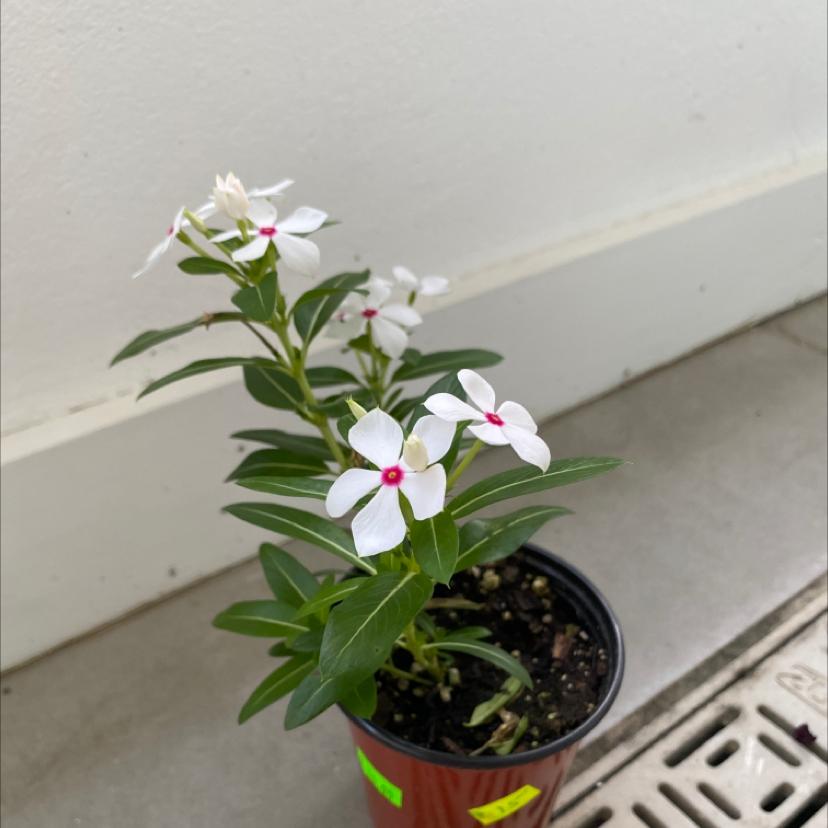 Potted Bright Eyes plant with white flowers and green leaves against a plain background.
