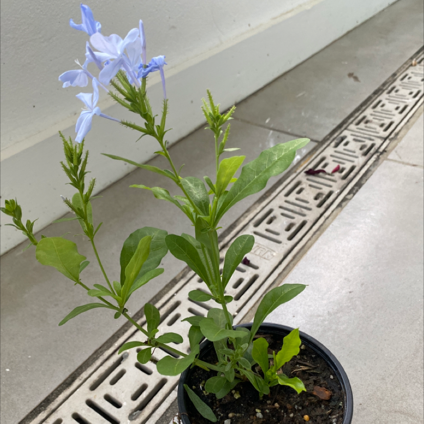 Blue Plumbago plant in a pot with light blue flowers and green leaves.