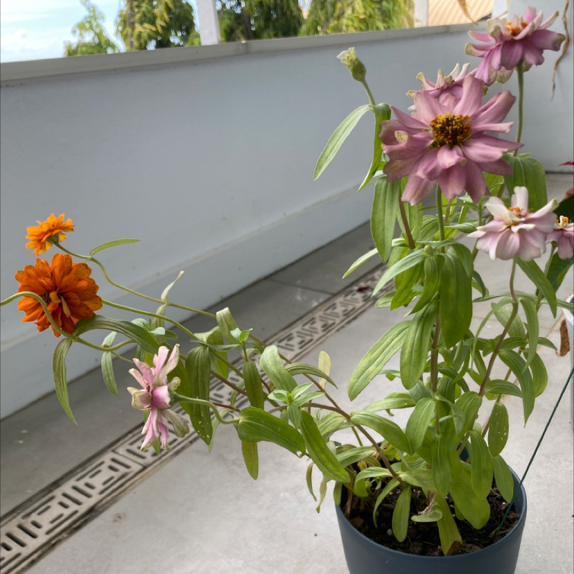 How to Propagate Your Common Zinnia