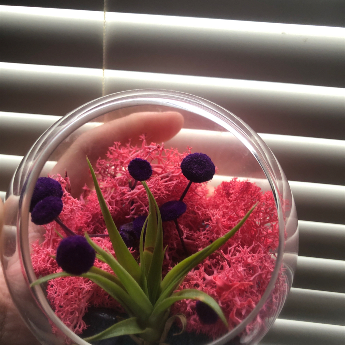 Photo of the plant species Brachycaulos Green Air Plant by Tayler named Chico on Greg, the plant care app
