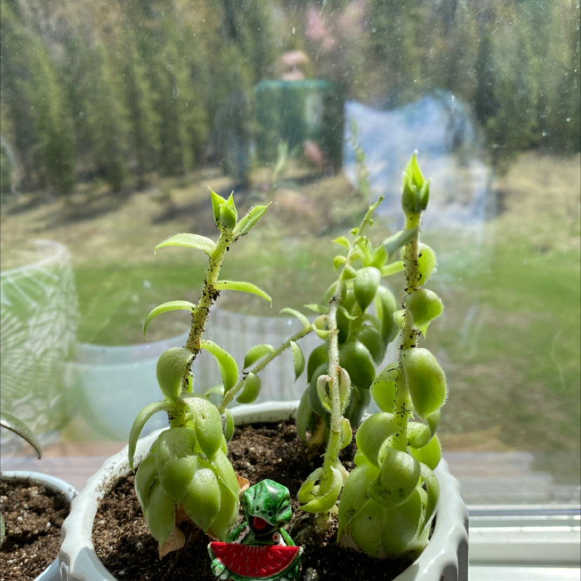 Photo of the plant species Hens and Chicks 'Silver King' by Darby named Hen & chick on Greg, the plant care app