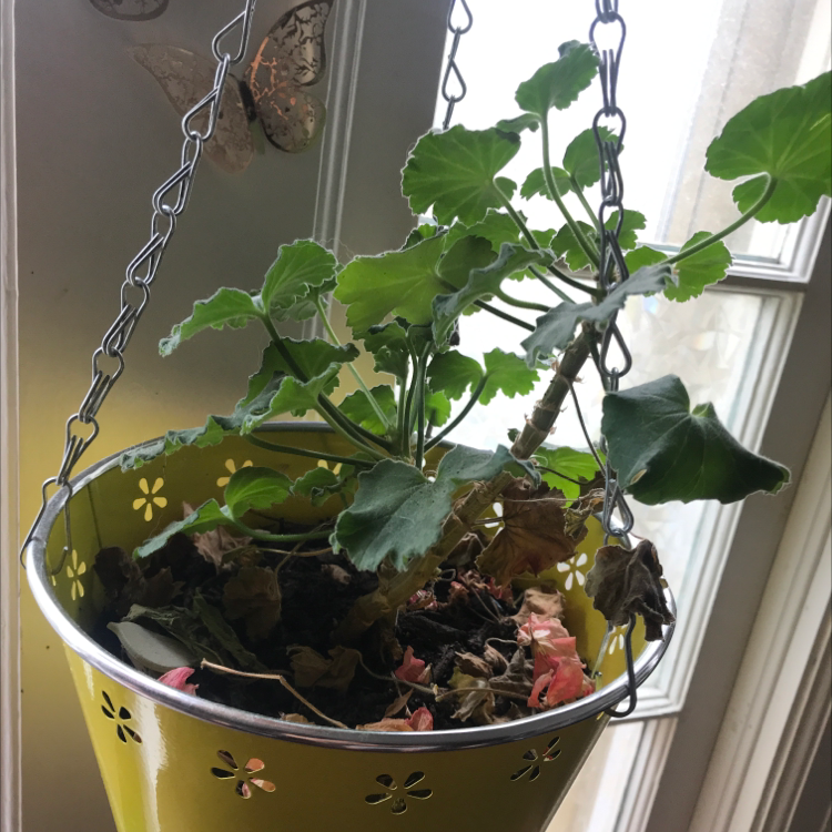 Photo of the plant species Scarlet geranium by @DepressedAndPlantObssesed named Scar Jo on Greg, the plant care app