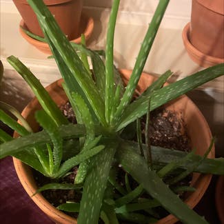 Aloe Vera plant in Grand Junction, Colorado