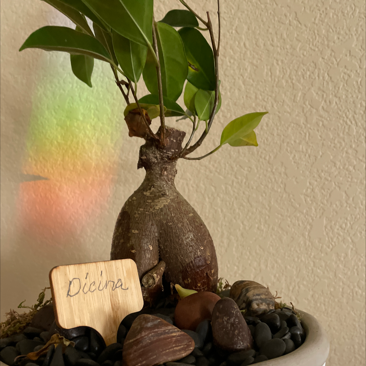 Ficus Ginseng plant photo by @plantsrlife named Dicina on Greg, the plant care app.