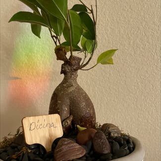 Ficus Ginseng plant in Grand Junction, Colorado