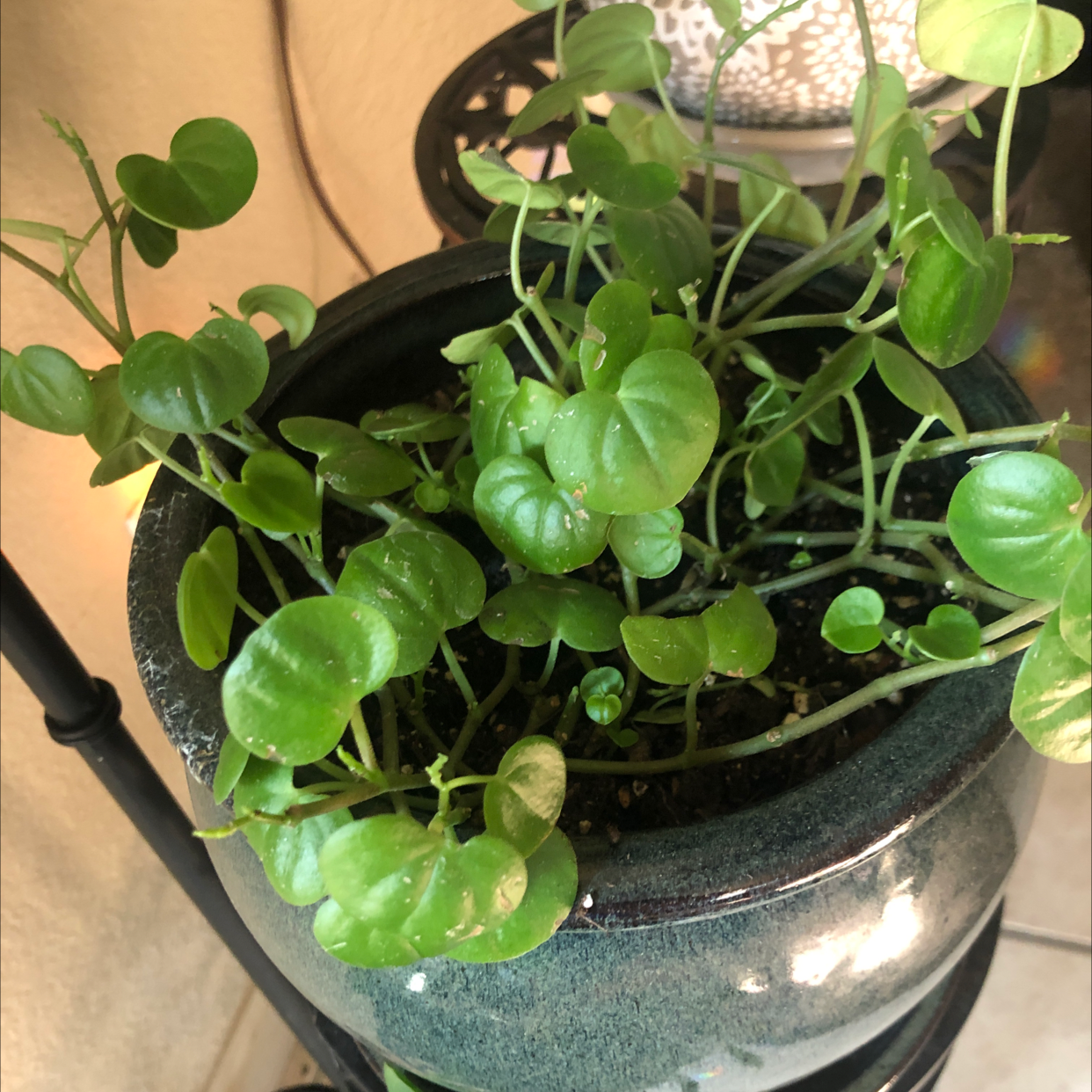 Vining Peperomia plant photo by @plantsrlife named Dunno on Greg, the plant care app.