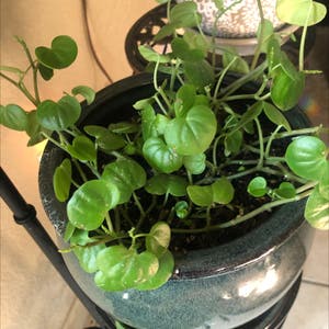 Vining Peperomia plant photo by Trudy named Dunno on Greg, the plant care app.