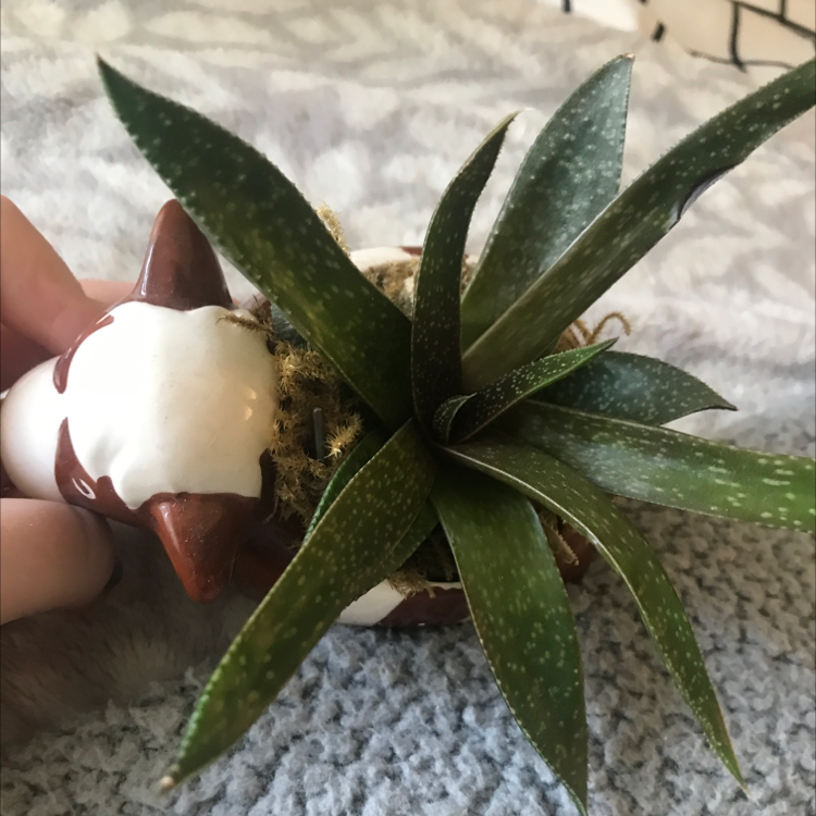 Bredasdorp Gasteria plant in a small pot with green speckled leaves.