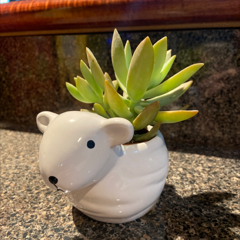 Sedeveria 'Harry Butterfield' succulent in a white animal-shaped pot on a countertop.