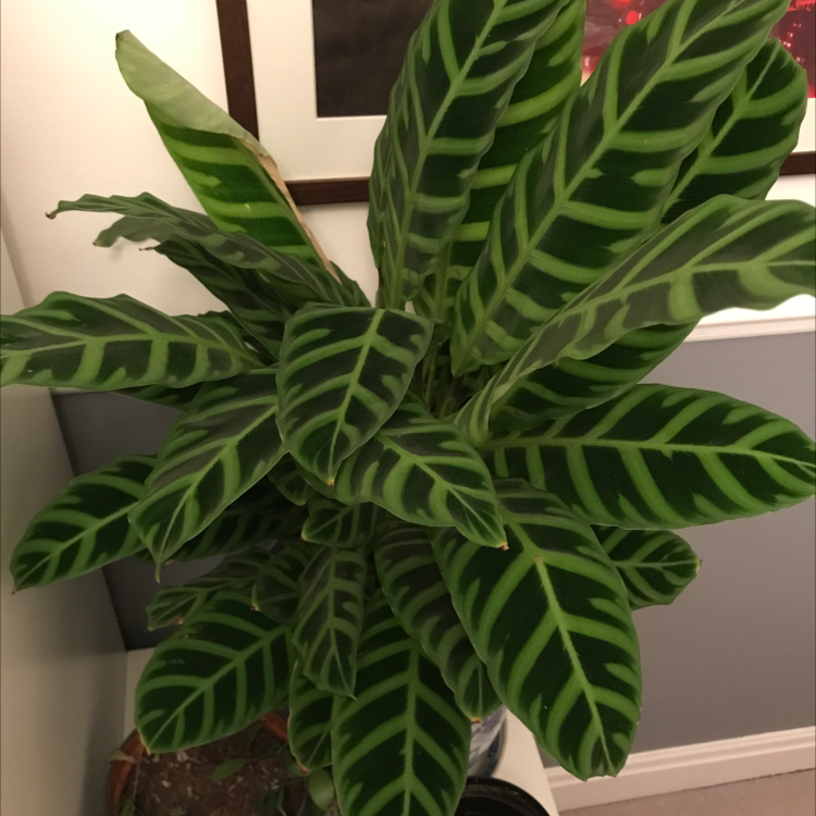 Zebra Calathea plant with vibrant green leaves and zebra-like patterns.