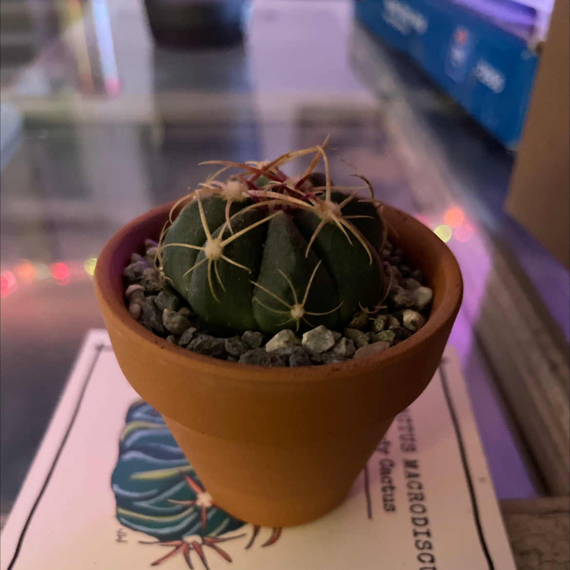 Photo of the plant species Ferocactus macrodiscus by @Izzyminnie named Ulysses S Plant on Greg, the plant care app