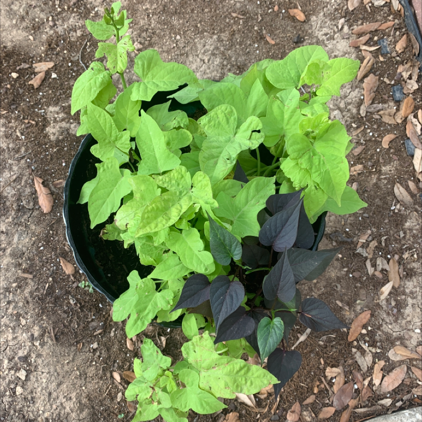 A healthy sweet potato vine plant with lush, vibrant green heart-shaped leaves growing in a black nursery pot filled with dark soil.