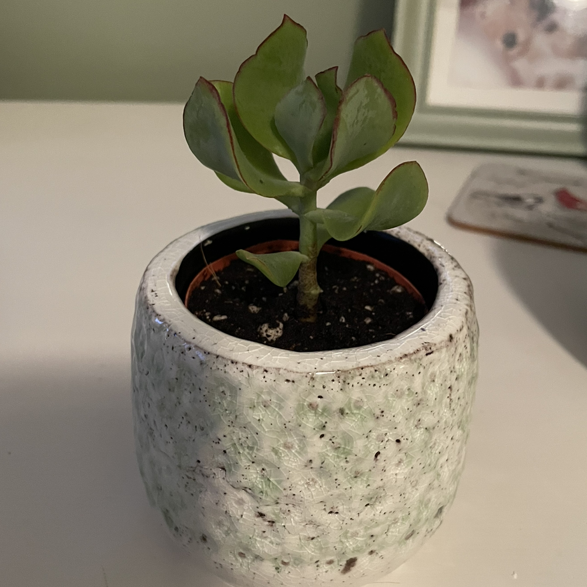 Photo of the plant species Paddle Plant by @erinbeau named Big Bruce on Greg, the plant care app