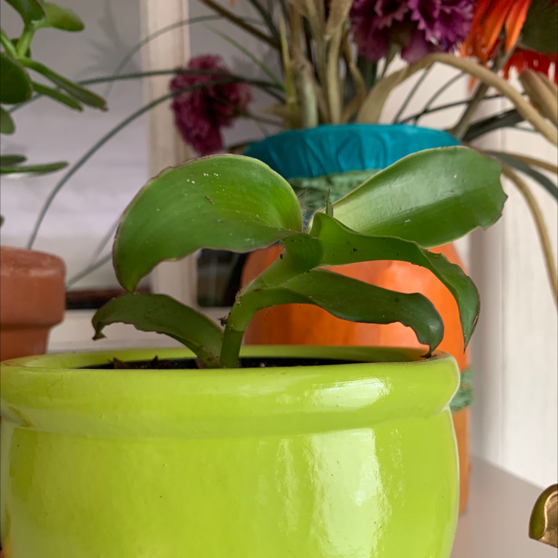 Basket Plant in a green pot with other plants and decorative items in the background.