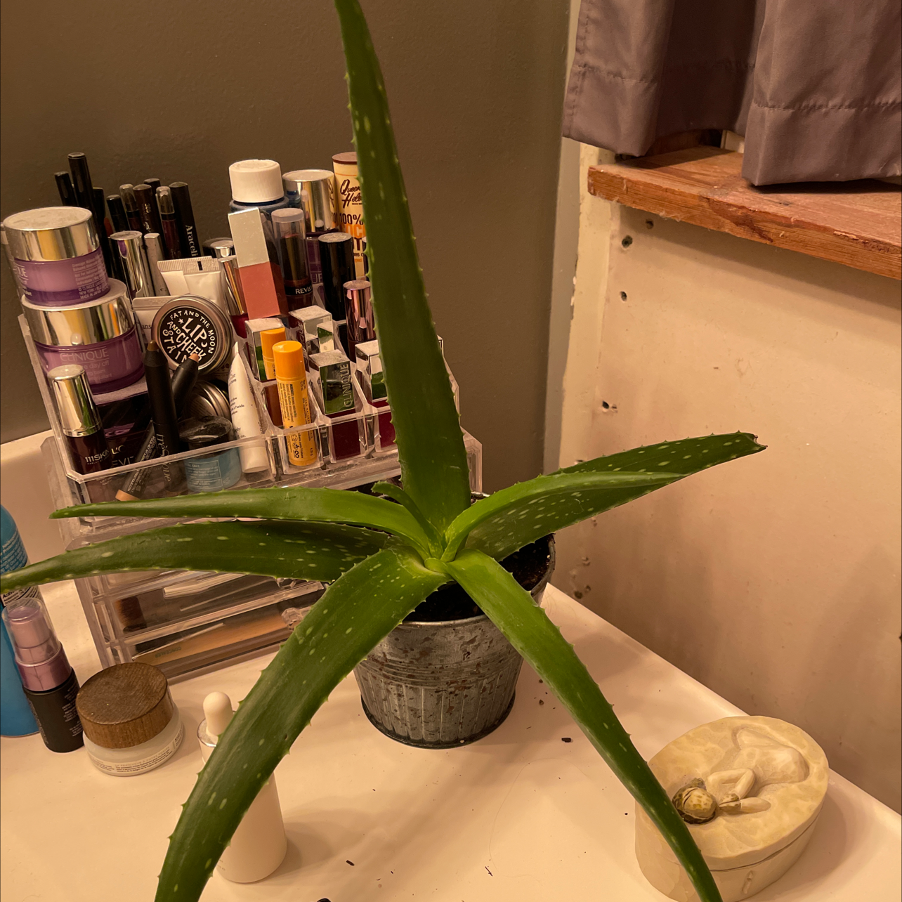 Aloe vera plant photo by Marjorie named Aloe on Greg, the plant care app.