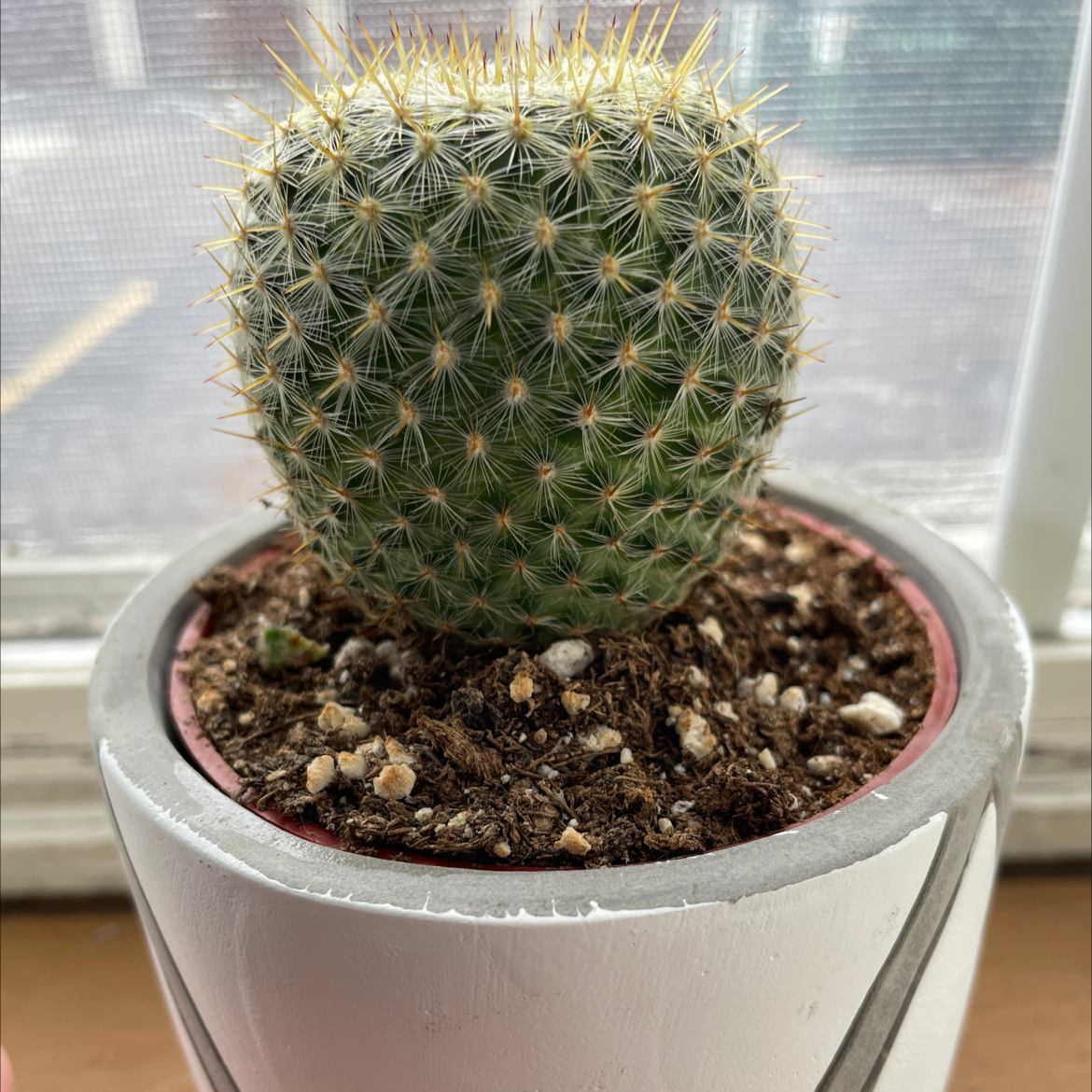 Missouri Foxtail Cactus in a pot with visible soil, appears healthy.