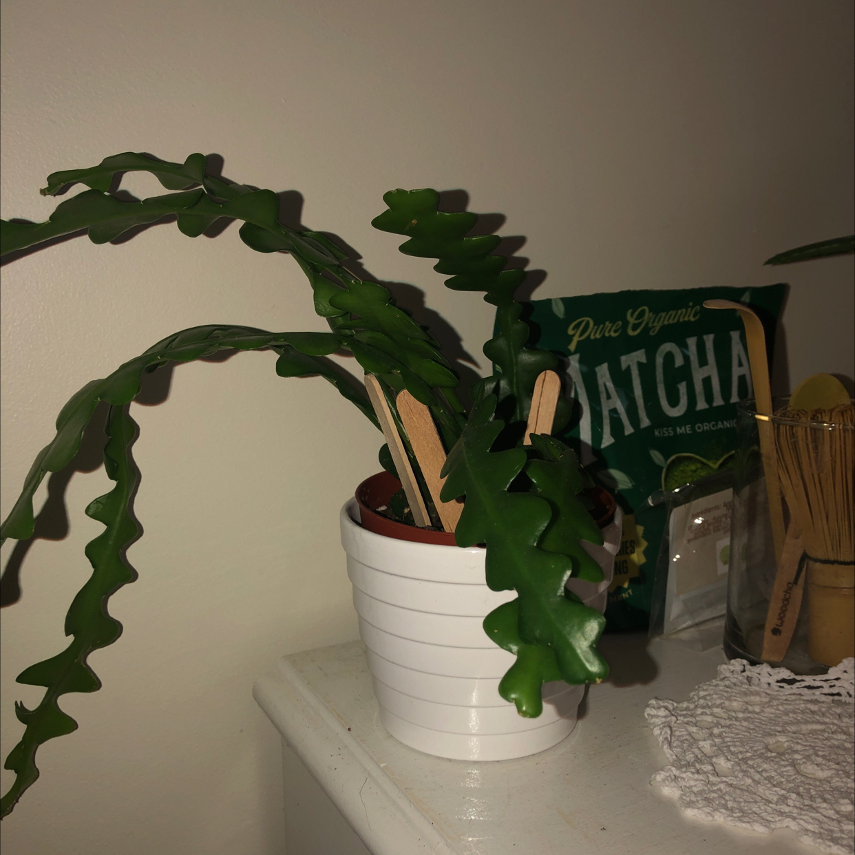 Photo of the plant species Selenicereus Anthonyanus by @madisonbradley named Frank on Greg, the plant care app