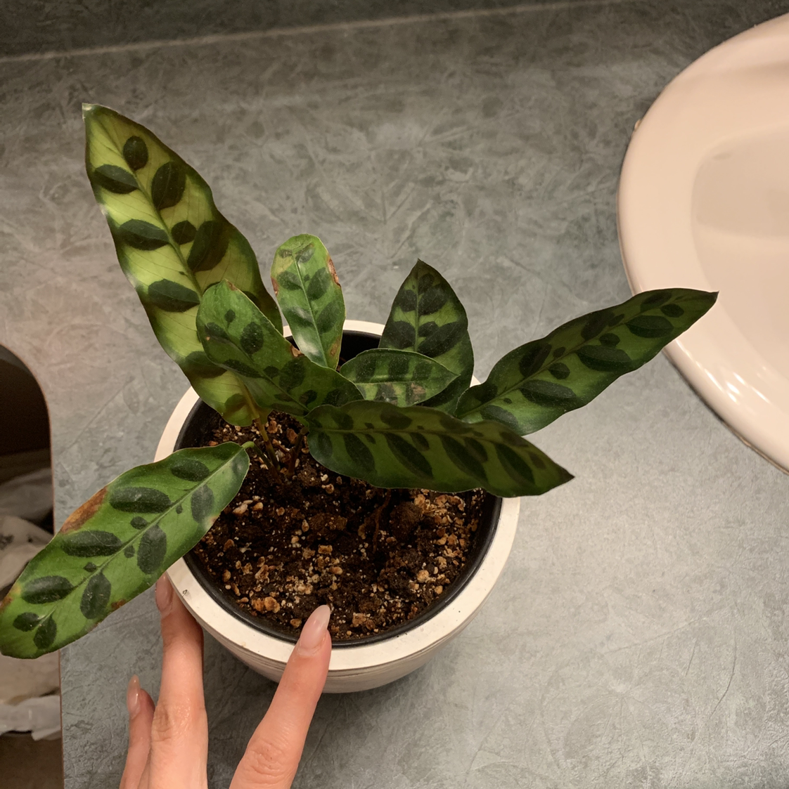 Rattlesnake Plant plant photo by @laurisbx named Delilah on Greg, the plant care app.