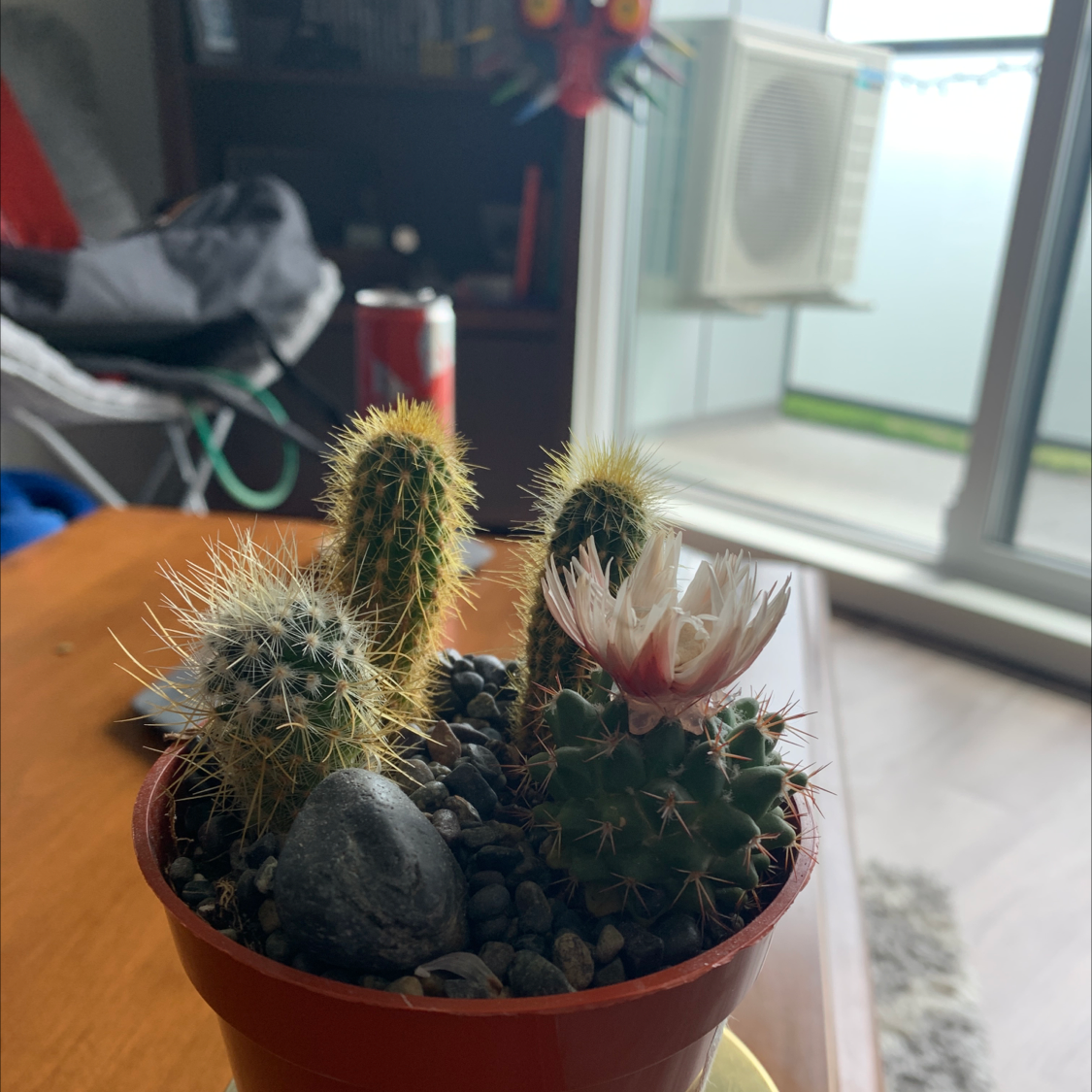 Potted Kingcup Cactus with multiple stems, one flowering, placed on a table indoors.
